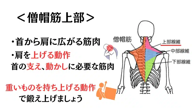 筋 トレ 僧 帽 筋