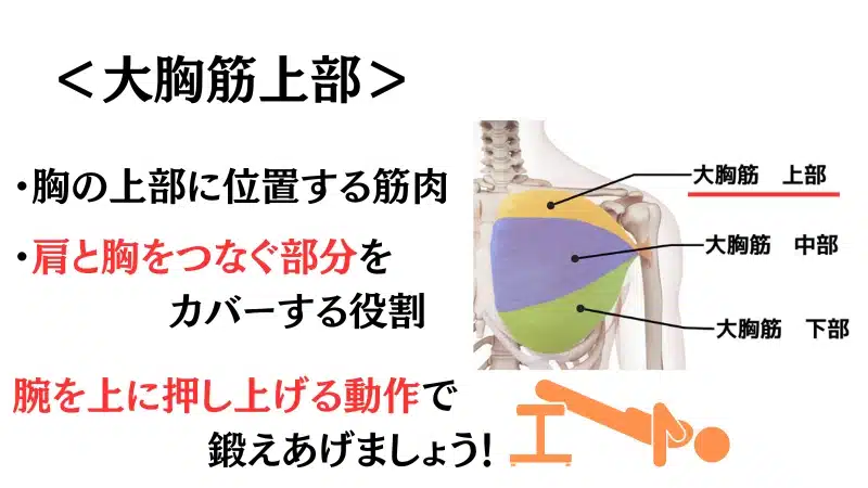 筋 トレ 胸 筋