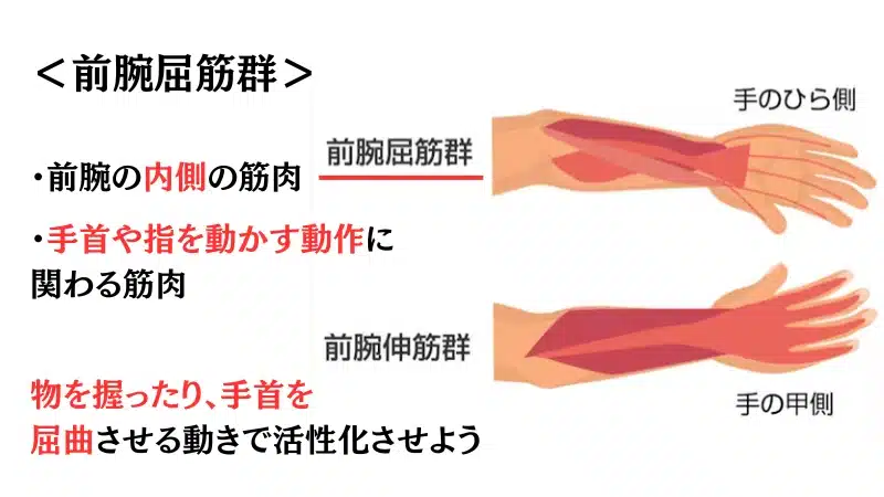 筋 トレ 前腕