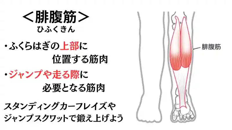 筋 トレ ふくらはぎ