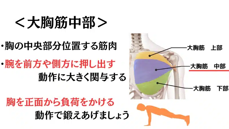 筋 トレ 胸 筋
