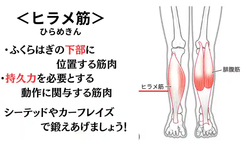 筋 トレ ふくらはぎ