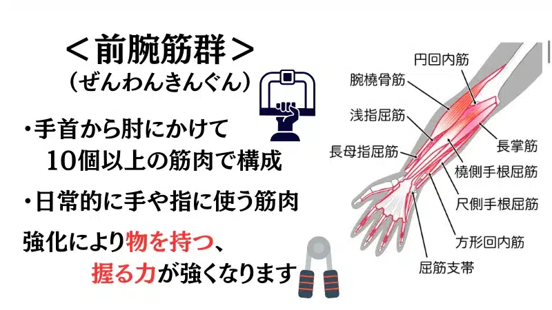 筋 トレ 腕