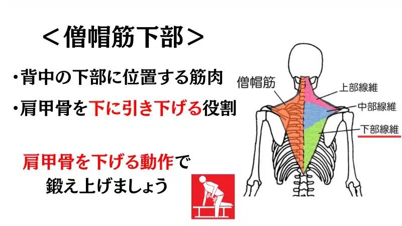 筋 トレ 僧 帽 筋