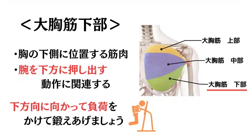 筋 トレ 胸 筋
