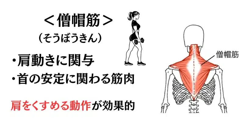 筋 トレ 背筋