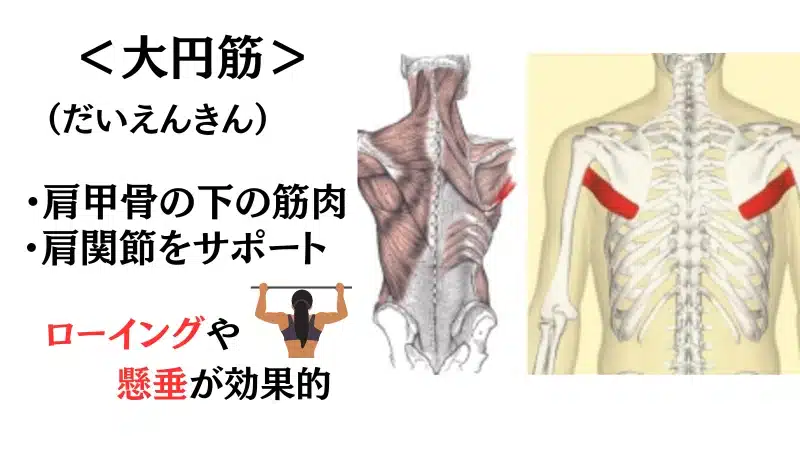 筋 トレ 背筋