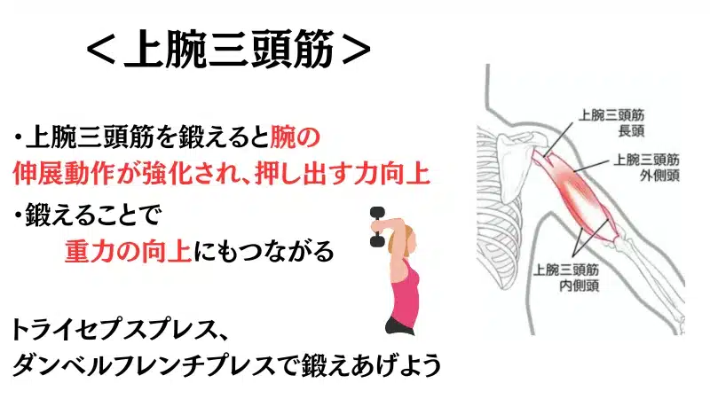 筋 トレ 胸 筋
