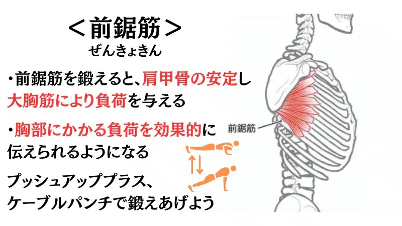 筋 トレ 胸 筋
